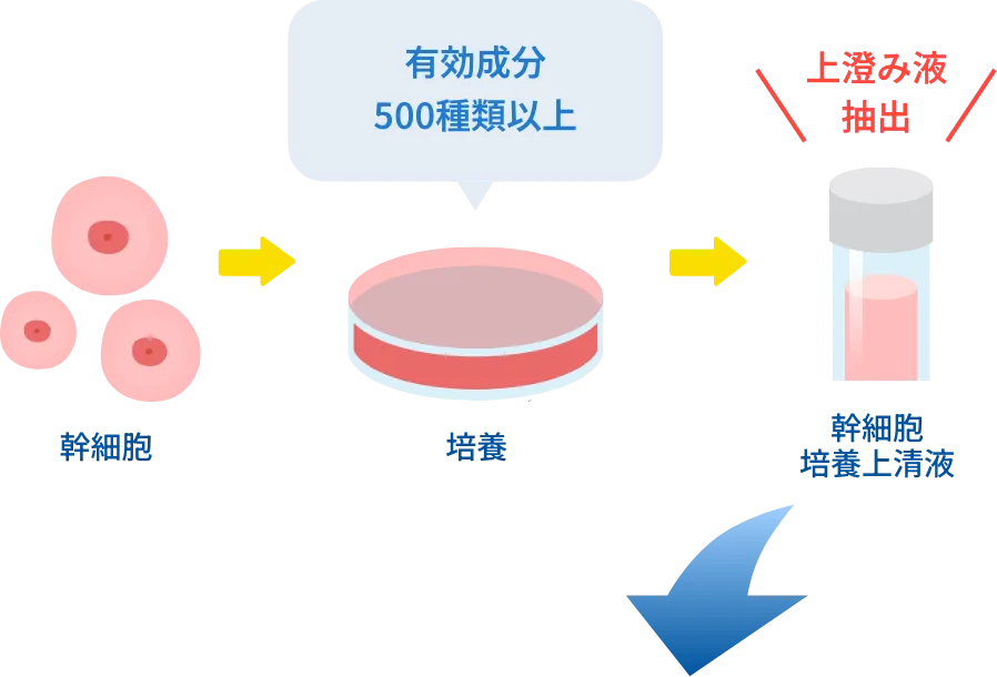 幹細胞を培養した際の上澄み液とは
