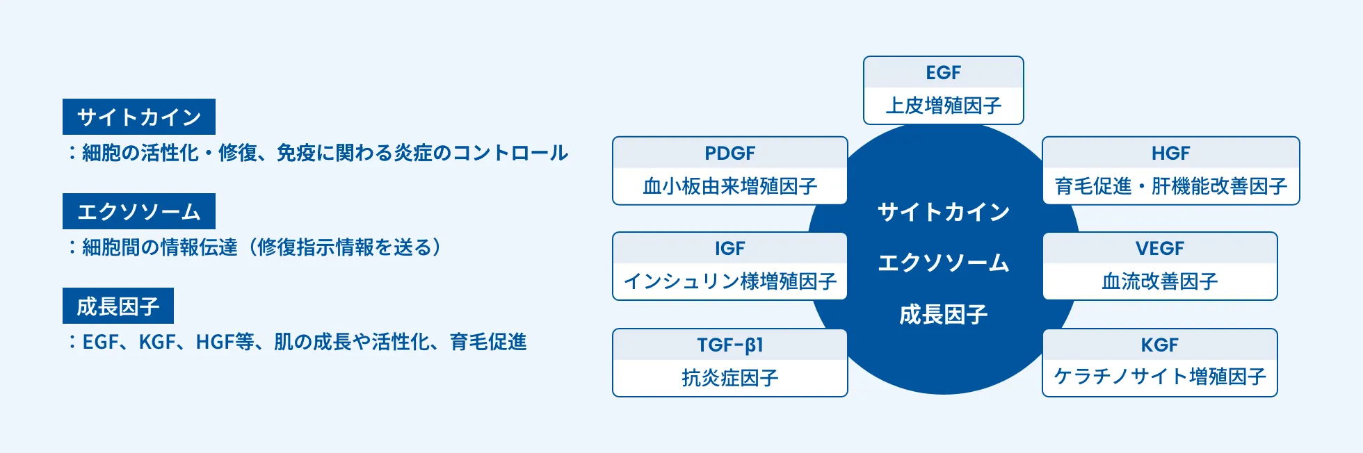 幹細胞を培養した際の上澄み液に含まれる成分