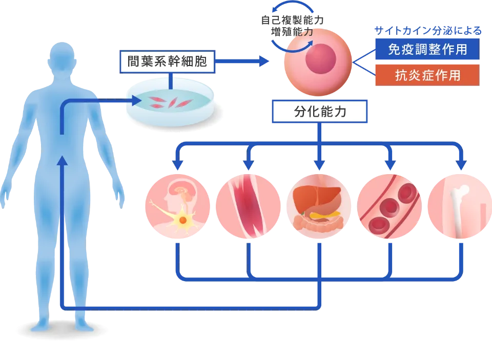 間葉系幹細胞とは