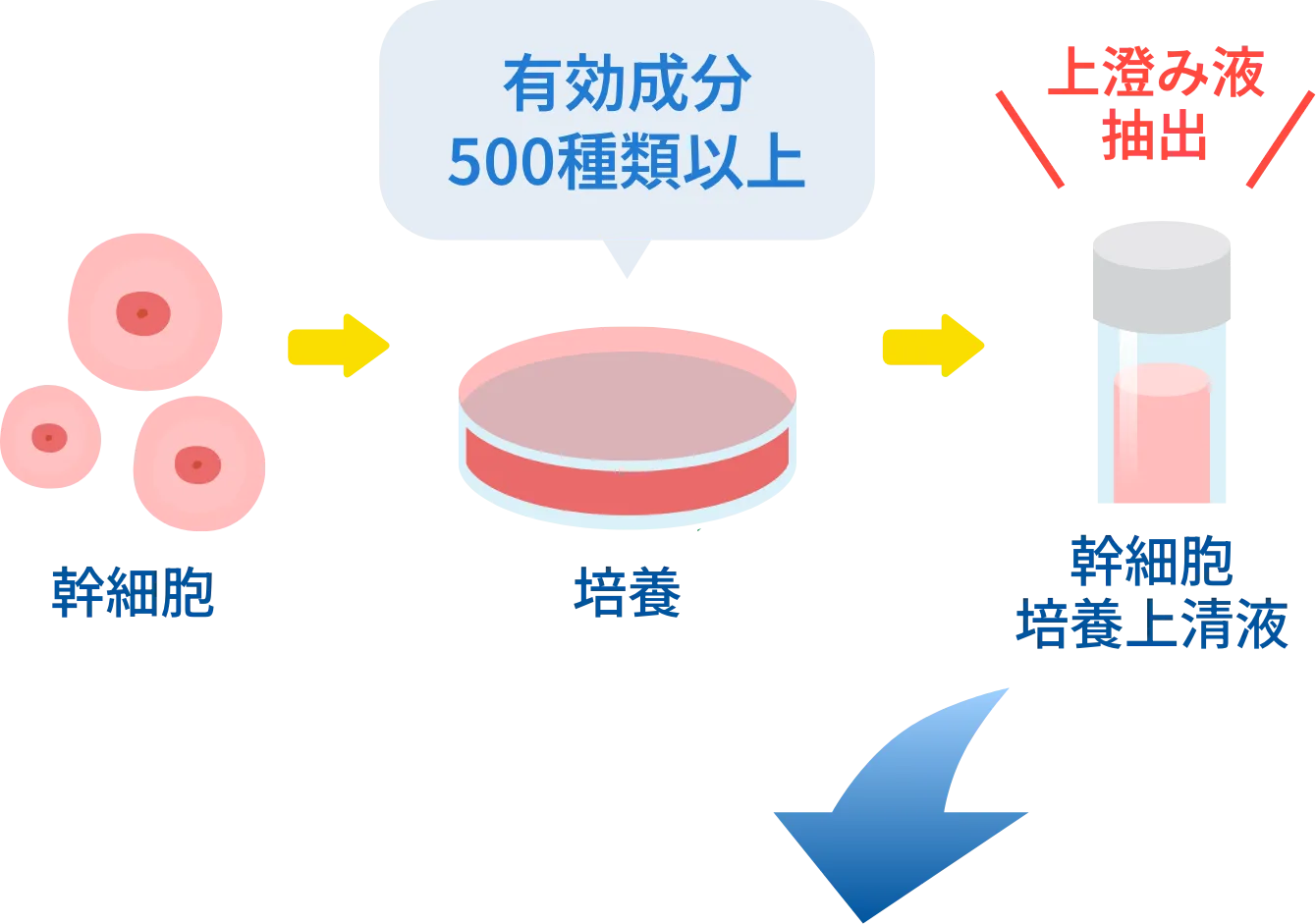 幹細胞を培養した際の上澄み液とは